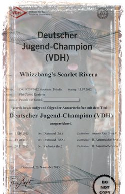 German Junior Champion VDH 2013